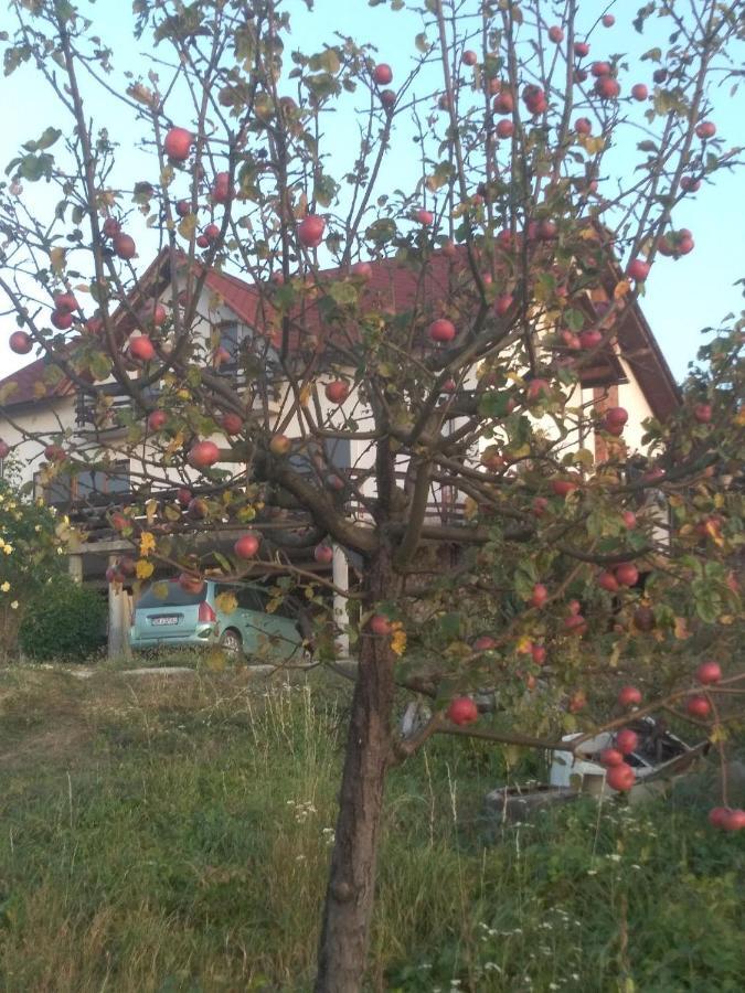 Vis Pension Viile Satu Mare Zewnętrze zdjęcie
